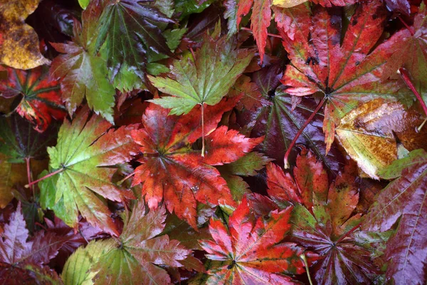 Gros Plan Des Feuilles Automne Contexte Texturé — Photo