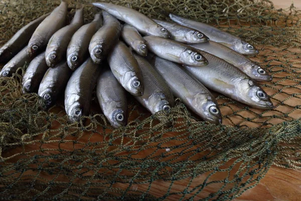 Derretir Los Peces Red Pacífico Variedad Pescado Olfateado —  Fotos de Stock