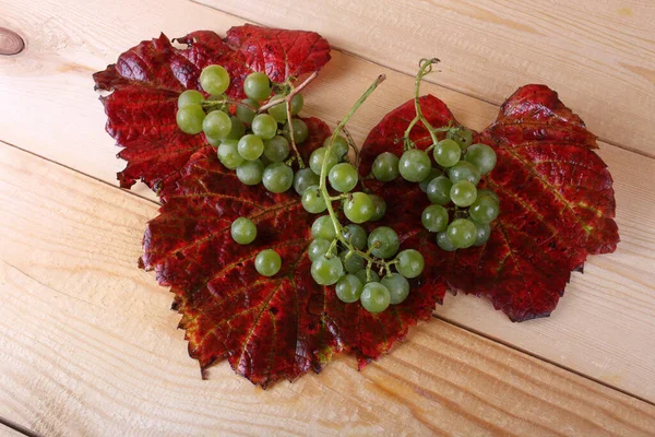 Černé Vinné Hrozny Podzimních Listech — Stock fotografie
