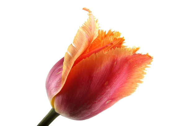 Zbliżenie Niesamowite Kwitnący Kwiat — Zdjęcie stockowe