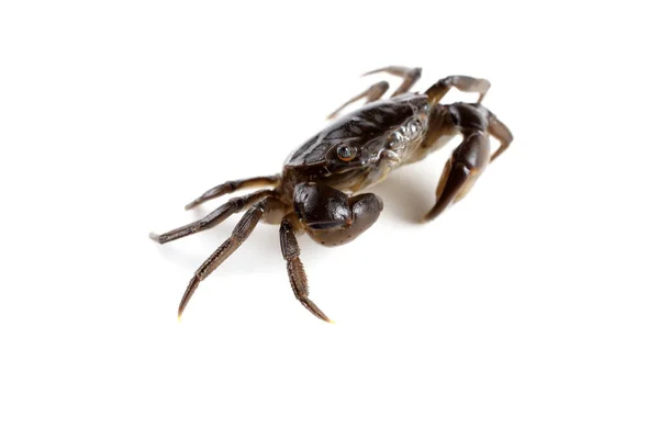 Caranguejo Pequeno Com Garras Grandes — Fotografia de Stock