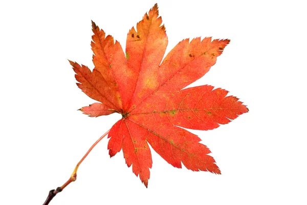 Autumn Maple Leaves Isolated White Background — Stock Photo, Image