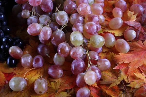 Raisin Couleur Différente Sur Les Feuilles — Photo