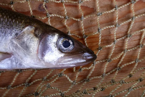 Big Pacific Smelt Fish Net Osmerus Mordax — стоковое фото