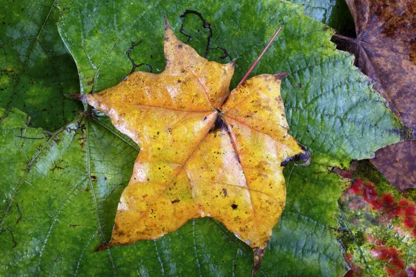 Primer Plano Las Hojas Otoño Fondo Texturizado — Foto de Stock