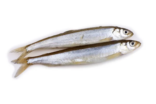 Aziatische Smelt Vis Geïsoleerd Wit — Stockfoto