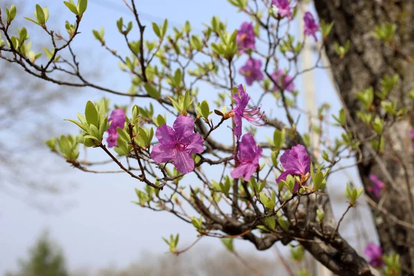 Gros Plan Des Fleurs Florissantes Étonnantes — Photo