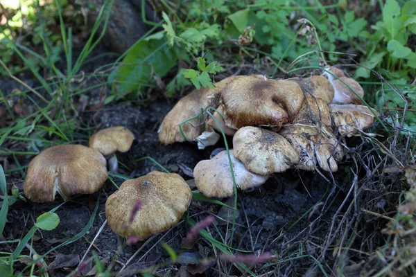 Ormanda Bal Mantarı Yetişiyor — Stok fotoğraf