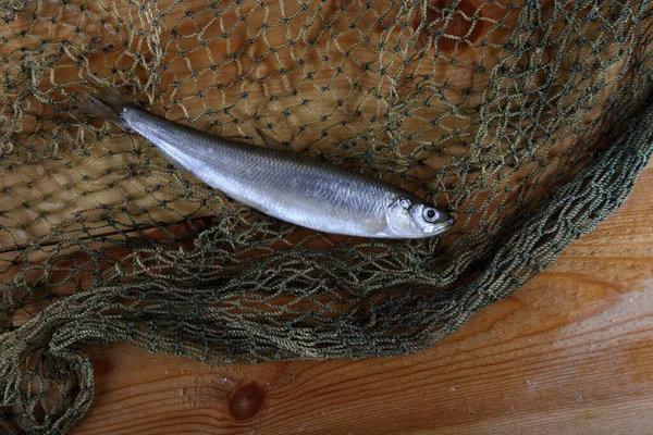 Riechen Sie Fische Auf Dem Netz Pazifische Riechfischart — Stockfoto