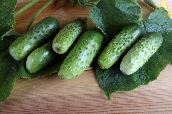 Komkommers Tafel Landelijke Stijl — Stockfoto