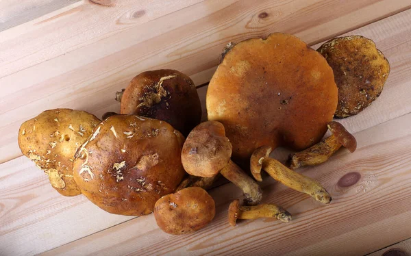 Boletus Edulis Champignons Isolés Sur Fond Blanc — Photo