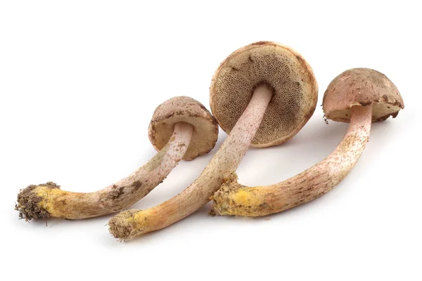 Bolete Piedi Gialli Bolete Piedi Cromati Harrya Cromiche Fungo Isolato — Foto Stock