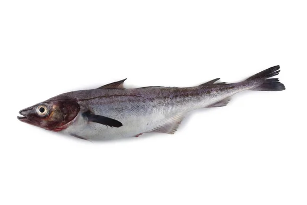 Beyaz arkaplanda Pollock
