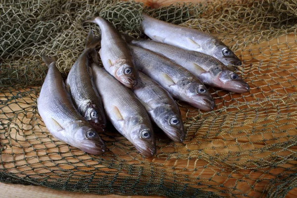 Derrite Pescado Red Osmerus Mordax —  Fotos de Stock