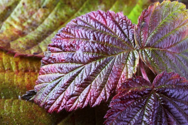 Autumn Leaf Macro Shot Textured Background — Stock Photo, Image