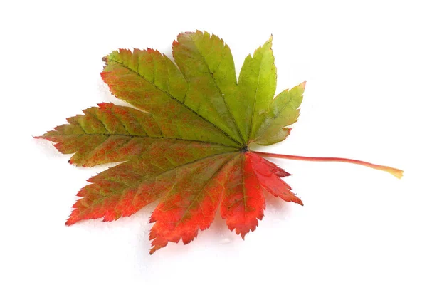 Hojas Arce Otoño Aisladas Sobre Fondo Blanco — Foto de Stock