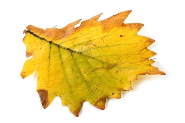 Herbst Eiche Blätter Isoliert Auf Weißem Hintergrund — Stockfoto