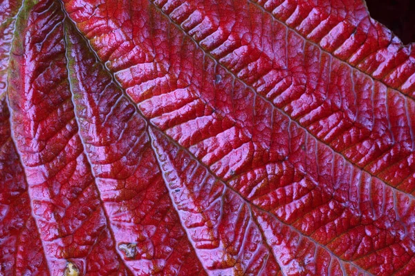 Makro Ujęcie Jesiennych Liści — Zdjęcie stockowe