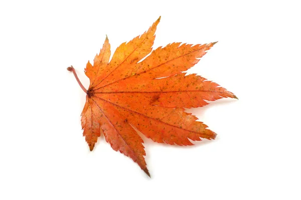 Zblízka Jasné Podzimní Listy — Stock fotografie