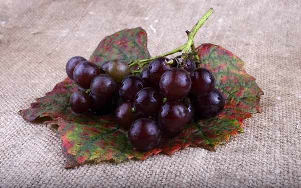 Uva Vino Nera Insaccatura — Foto Stock