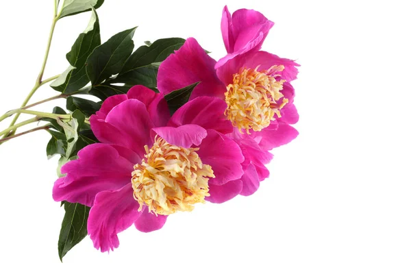 Close Flores Florescentes Incríveis — Fotografia de Stock