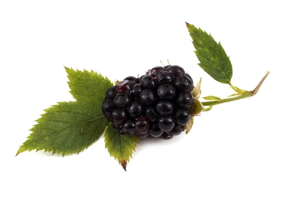 Nahaufnahme Der Ernte Frischer Brombeeren — Stockfoto