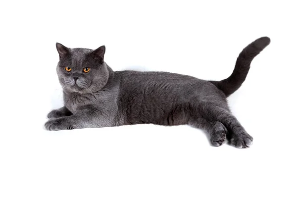 British Cat Isolated White Background — Stock Photo, Image