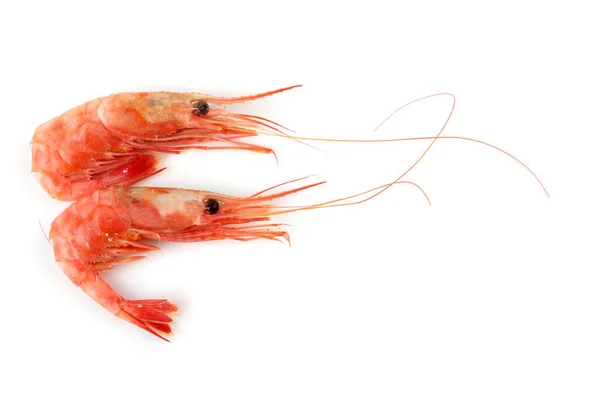 Shrimps Isolated White — Stock Photo, Image