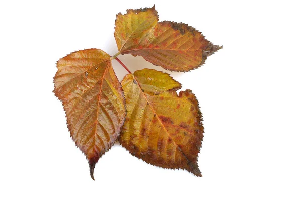 Podzimní Listy Ostružin Bílém Pozadí — Stock fotografie
