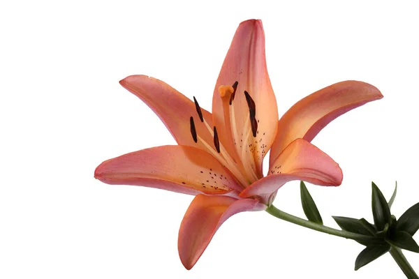 Orange Pink Lily Isolated White — Stock Photo, Image