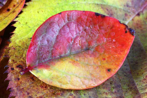 Zblízka Podzimních Listů — Stock fotografie