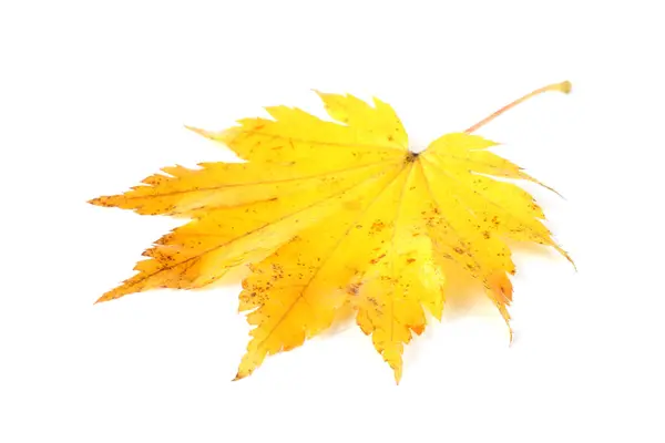 Hojas Otoño Aisladas Sobre Fondo Blanco — Foto de Stock