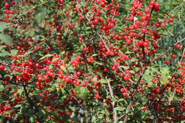 Growing Nanking Cherry Far Eastern Delicacy — Stock Photo, Image