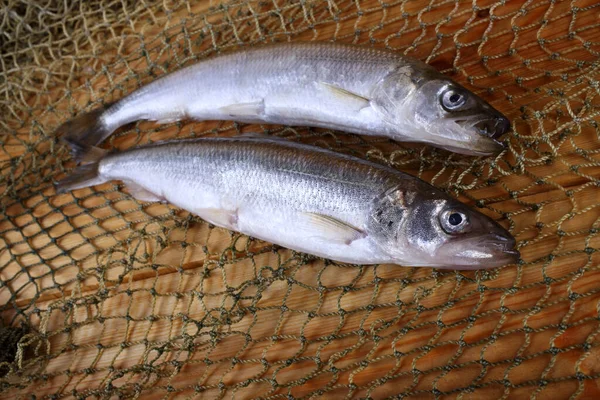 Big Pacific Smelt Peixes Rede Osmerus Mordax — Fotografia de Stock