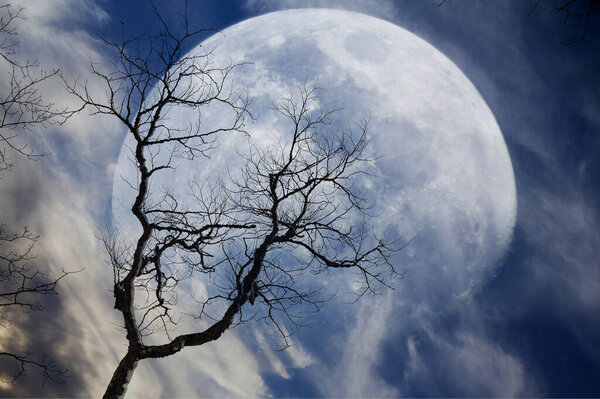 Tree and big Moon