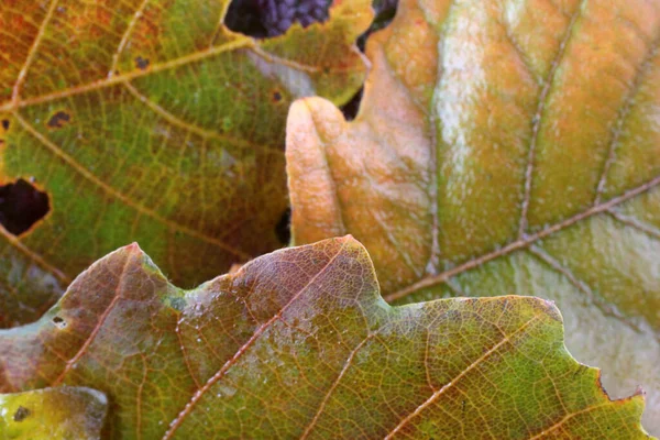 Close Van Heldere Herfstbladeren — Stockfoto