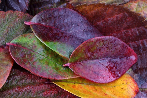 Nahaufnahme Von Abgefallenen Herbstblättern — Stockfoto