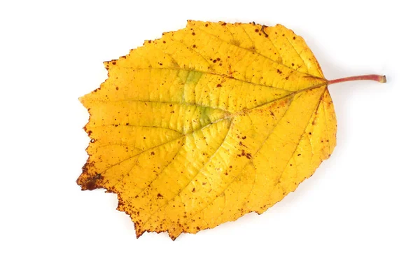 Herbst Haselnussblatt Isoliert Auf Weiß — Stockfoto