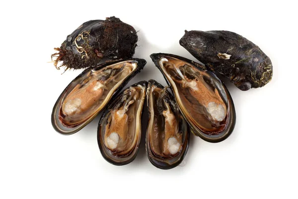 Cozze Isolate Bianco — Foto Stock