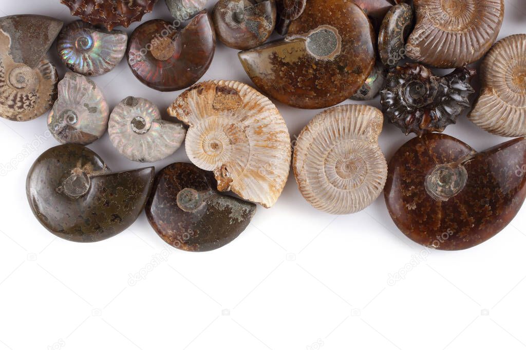 Ammonites isolated on white. Different ammonite varieties