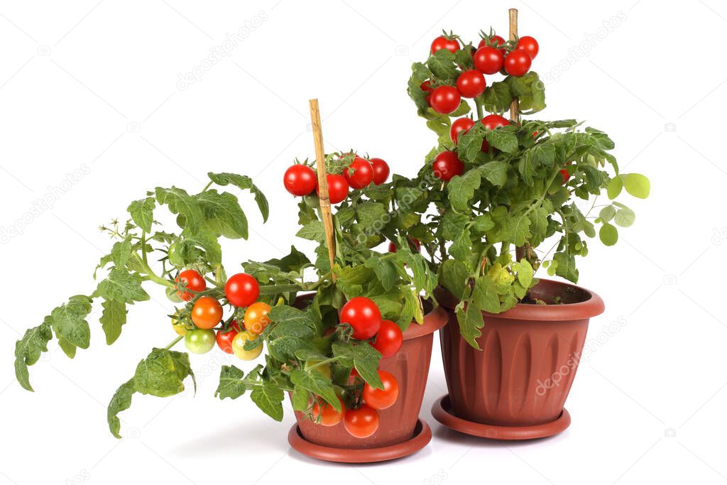 Cherry tomatoes growing in pots
