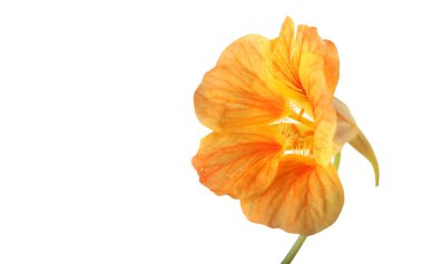 Büyüyen nasturtiyum beyazda izole edilmiş.