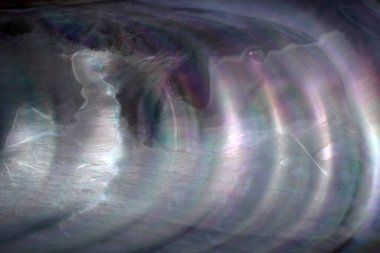 Çoklu renkli midye kabuğu arkaplanı