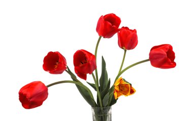 İnanılmaz çiçeklere yakın.