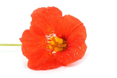 Nasturtiyum beyazda izole edilmiş