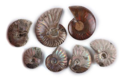 Beyazda izole edilmiş ammonitler. Farklı ammonit çeşitleri