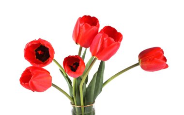 Beyaz arkaplanda kırmızı laleler izole edildi