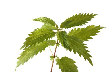 Büyüyen ısırgan otu beyazı izole eder