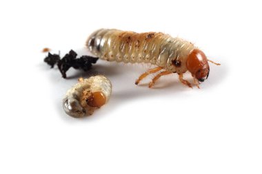 Chafer larvası beyaza izole edilmiş.