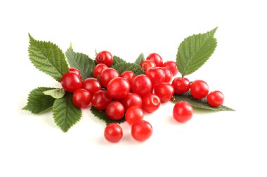 Nanking kiraz ve dal